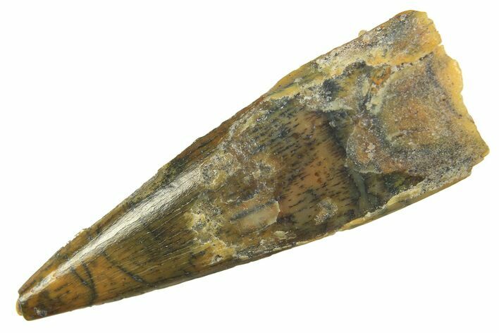 Fossil Pterosaur (Siroccopteryx) Tooth - Morocco #298575